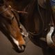 Fleur Halkema Fotografie - Paardenkracht (Horsepower)