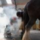 Fleur Halkema Fotografie - Paardenkracht (Horsepower)
