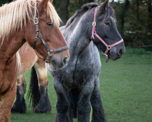 Uitgelichte afbeelding van twee trekpaarden, werkpaarden, voor fotoboek Paardenkracht