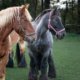 Uitgelichte afbeelding van twee trekpaarden, werkpaarden, voor fotoboek Paardenkracht