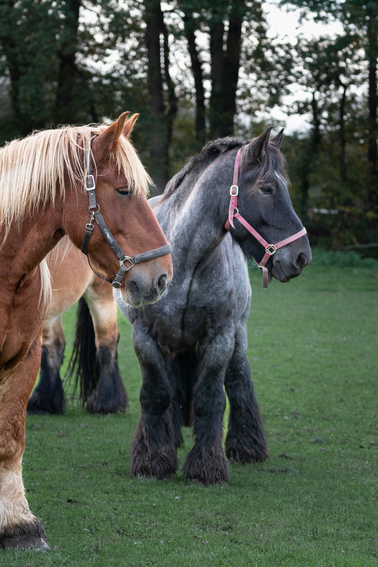 Uitgelichte afbeelding van twee trekpaarden, werkpaarden, voor fotoboek Paardenkracht