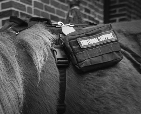 Fleur Halkema Fotografie - Paardenkracht